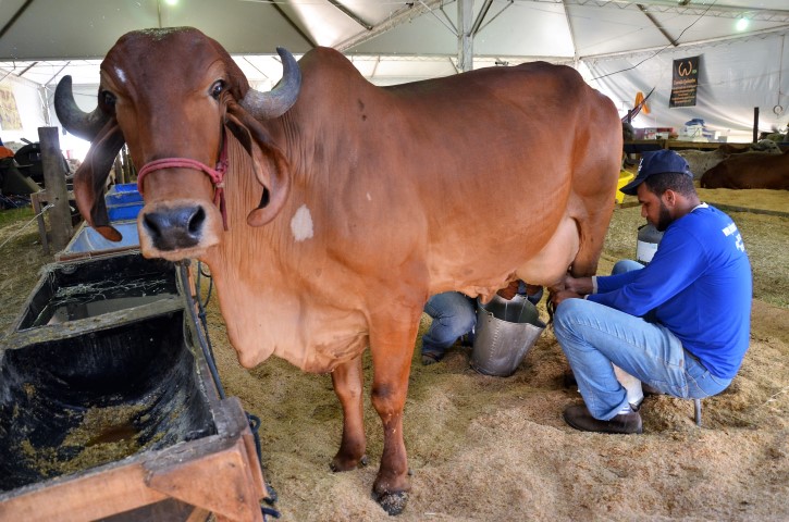 Torneio Leiteiro abre segunda-feira Expoagro-2018