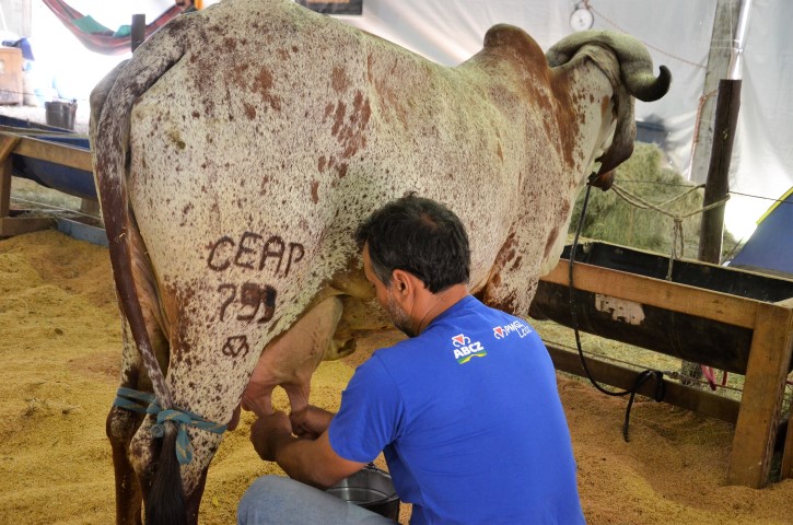 Expoagro-2018: Torneio Leiteiro na reta final