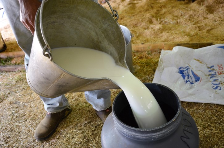 Abertura da Expoagro terá premiação das campeãs de Torneio Leiteiro