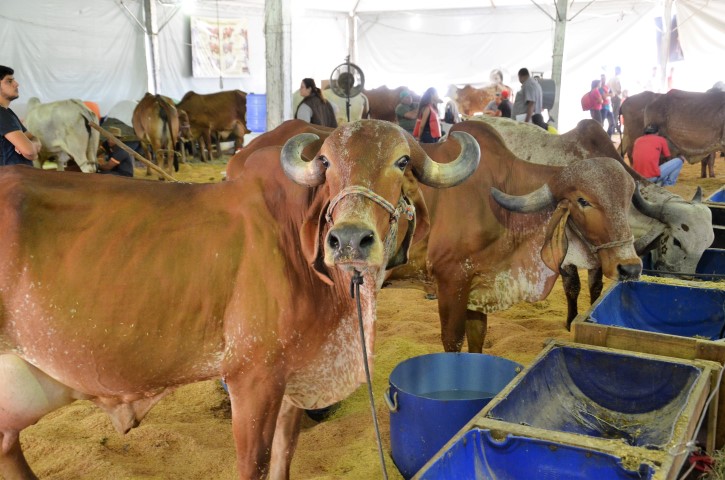 Expoagro movimenta 4,15 milhões em negócios
