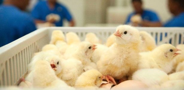 Pintainhos serão entregues no dia 17 de julho