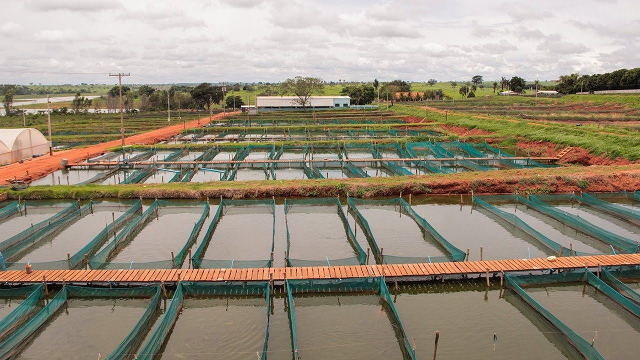 Curso sobre criação de tilápias em tanque-rede