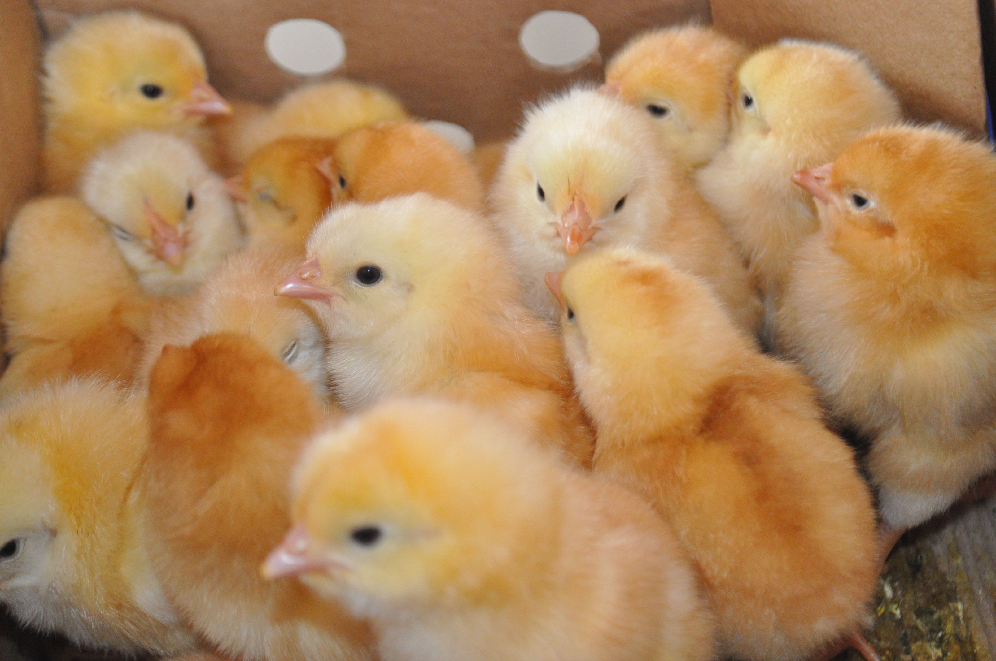 Novo lote de pintainhos para agosto