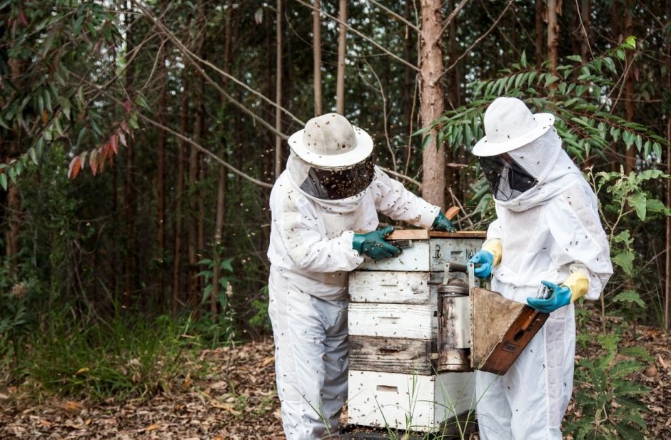 Prefeitura oferece curso de implantação de apiário