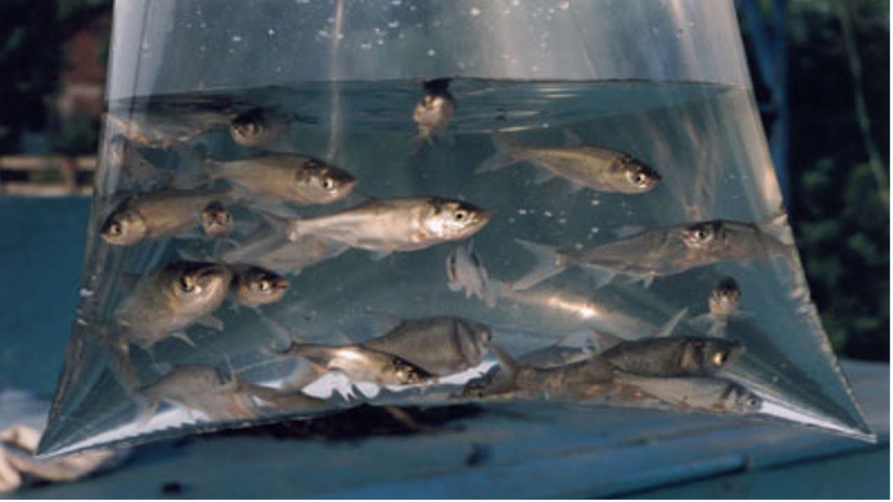 Prefeitura limpa lago e distribuí alevinos na segunda