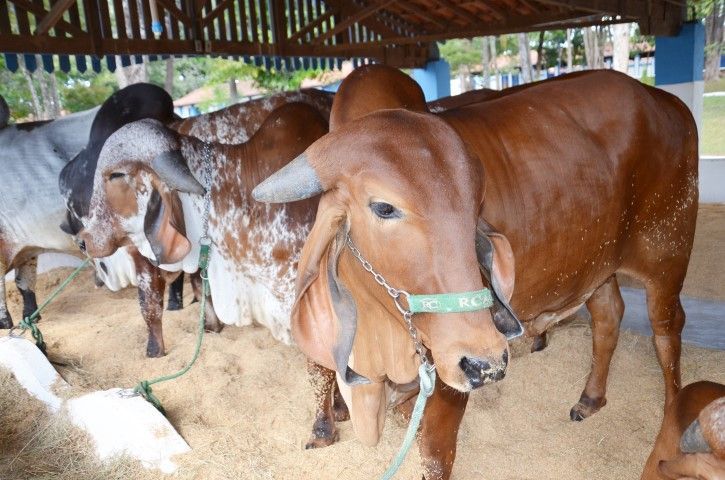Parte técnica da Expoagro começa nos próximos dias
