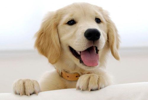 Domingo terá Expocães no Parque Fernando Costa