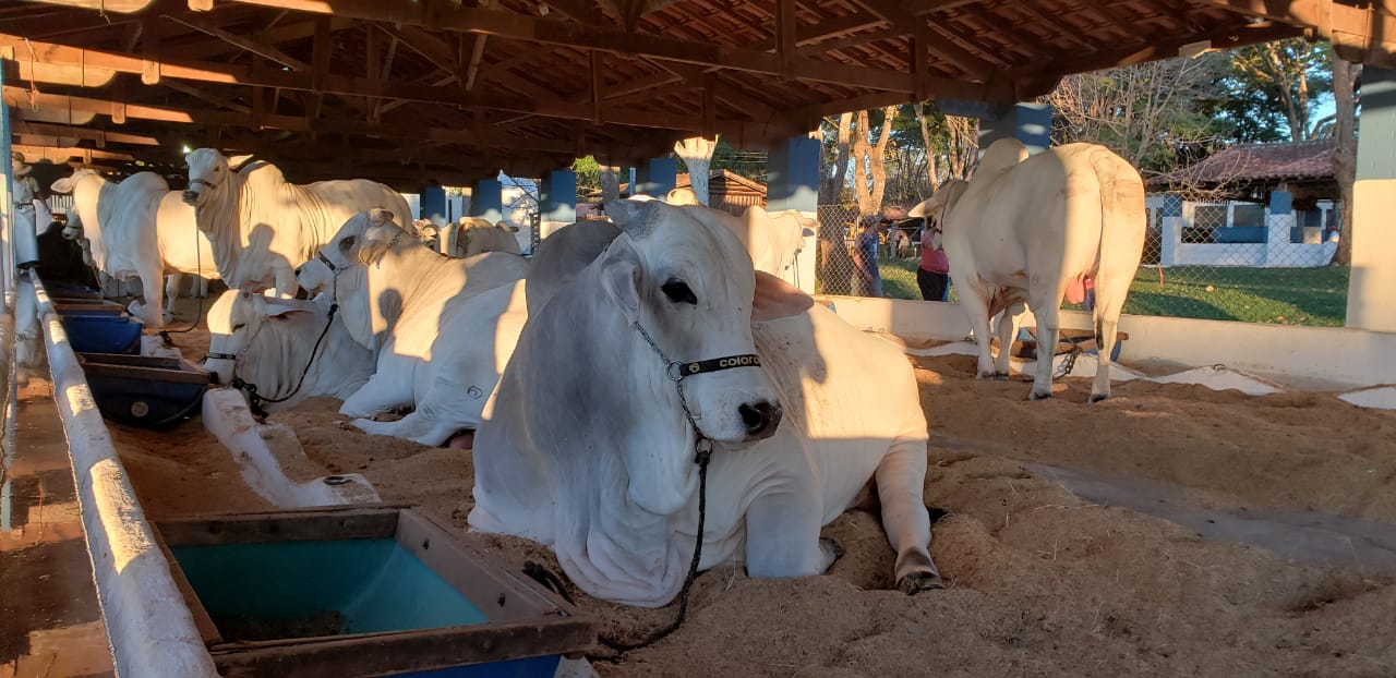 Bovinos e equinos serão julgados na última semana da Expoagro
