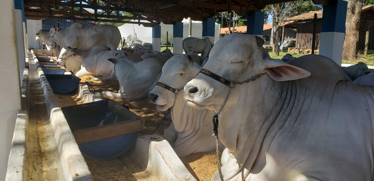 Quase 100 mil pessoas passaram pela Expoagro