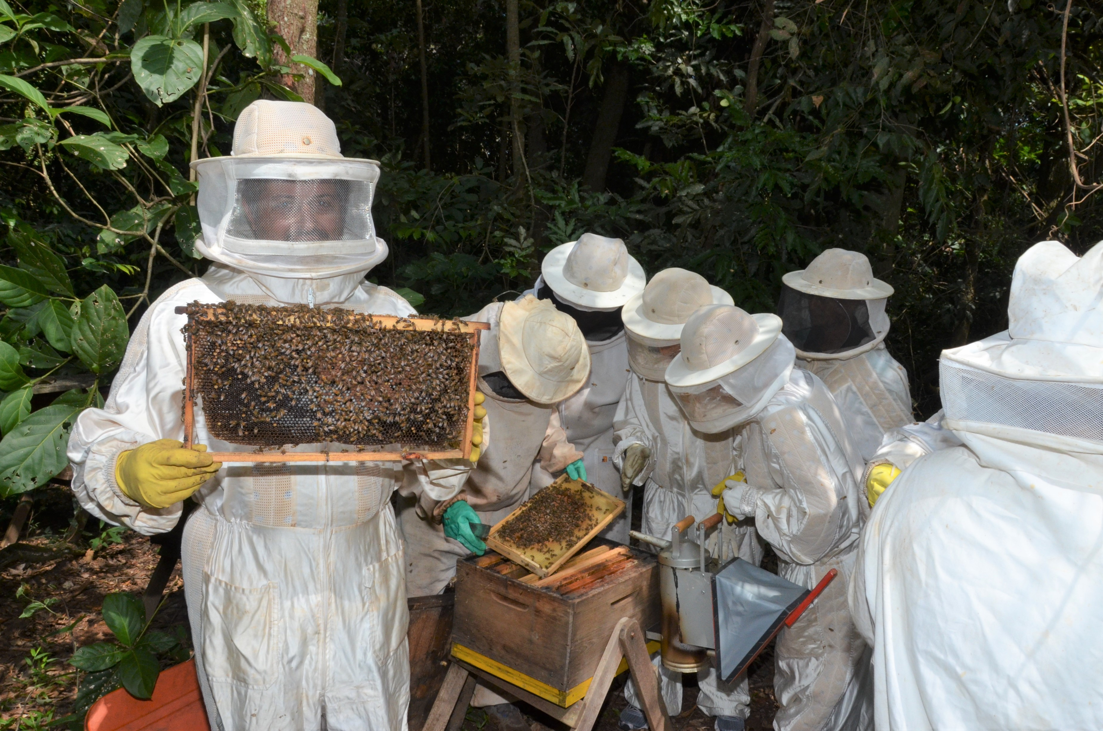 Curso de apicultura terá encontro de sensibilização