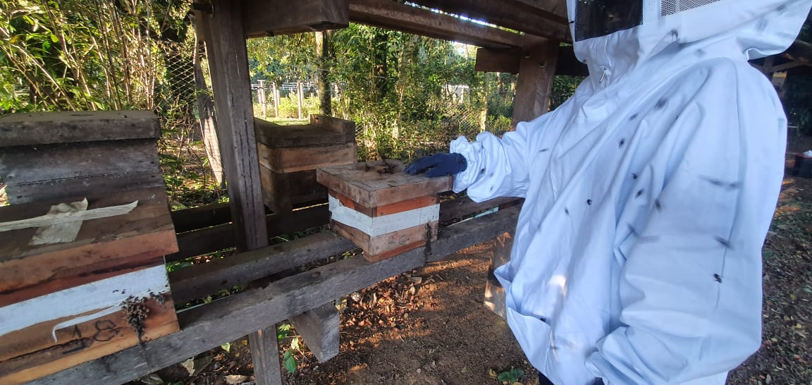 Curso de Meliponicultura online