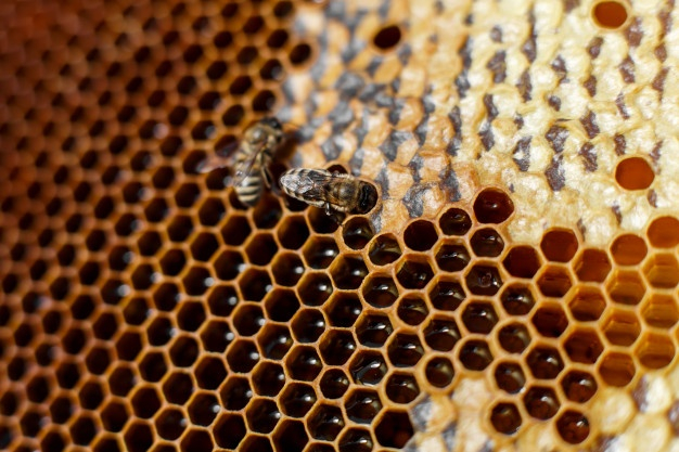 Prefeitura realiza curso online de abelha sem ferrão