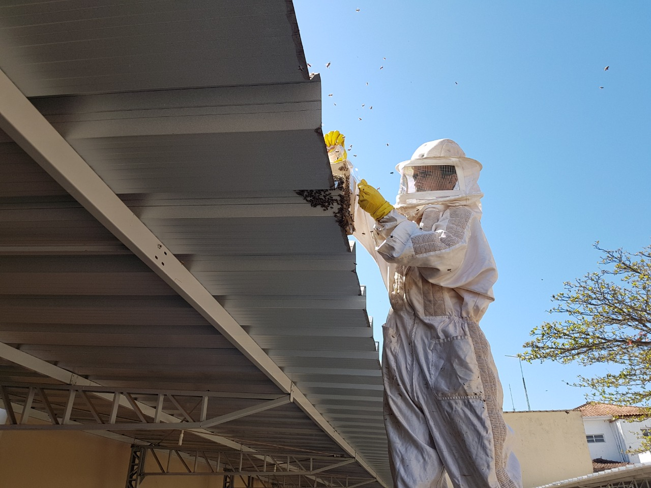 Prefeitura oferece serviço de captura de abelhas