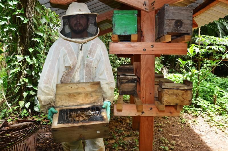 Apicultura tem aula inaugural nesta quarta-feira