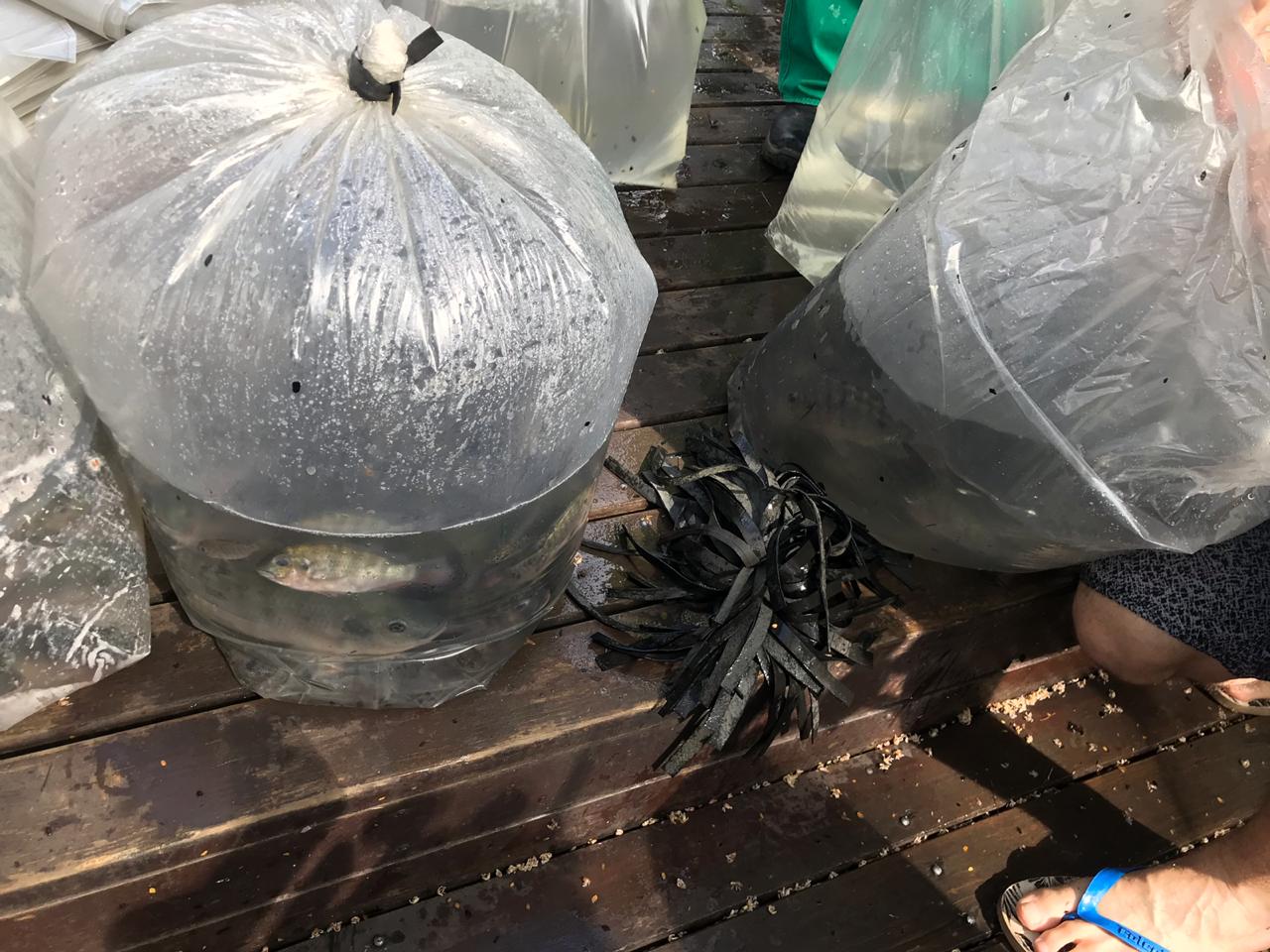 Mais de 60 pessoas atendidas com alevinos