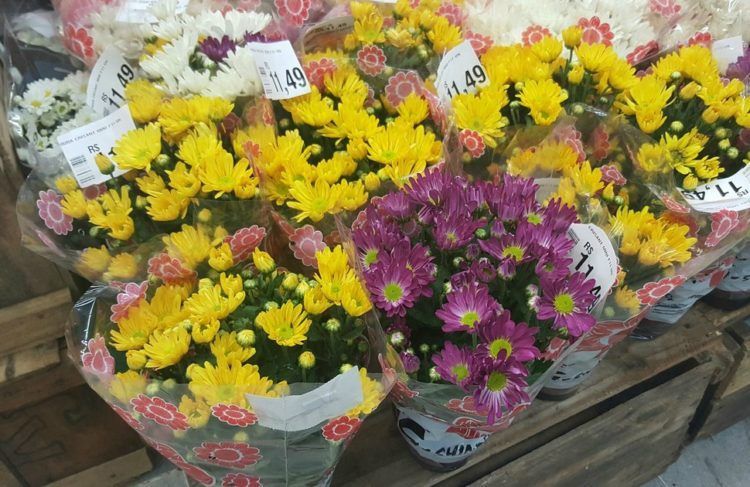 Finados: Definidos os espaços para vendas de flores e velas