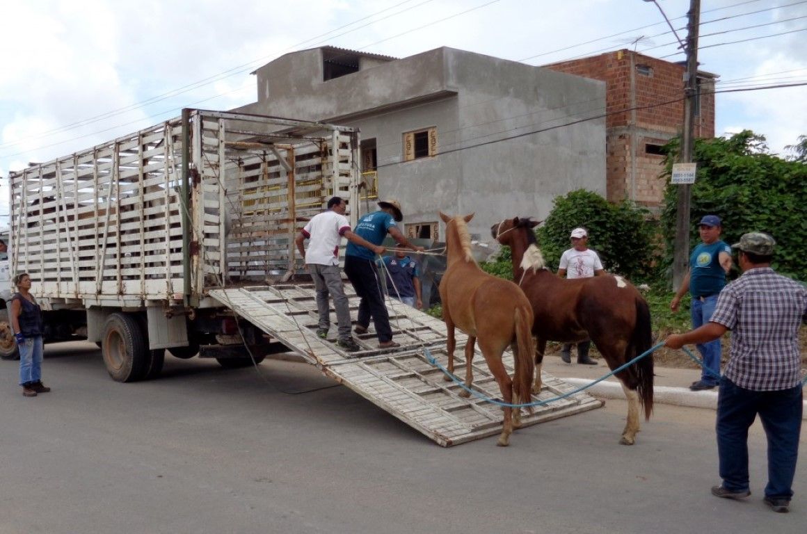 Município abre licitação para captura de animais