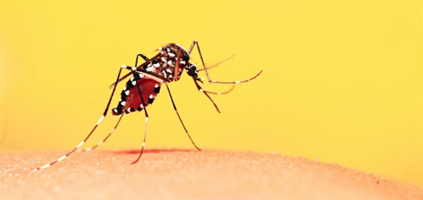 Febre Amarela é tema de coletiva na saúde