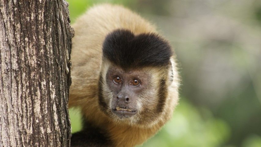 Macacos não transmitem febre amarela