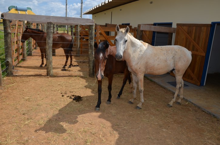 Vigilância Sanitária apreende e intima proprietários de animais
