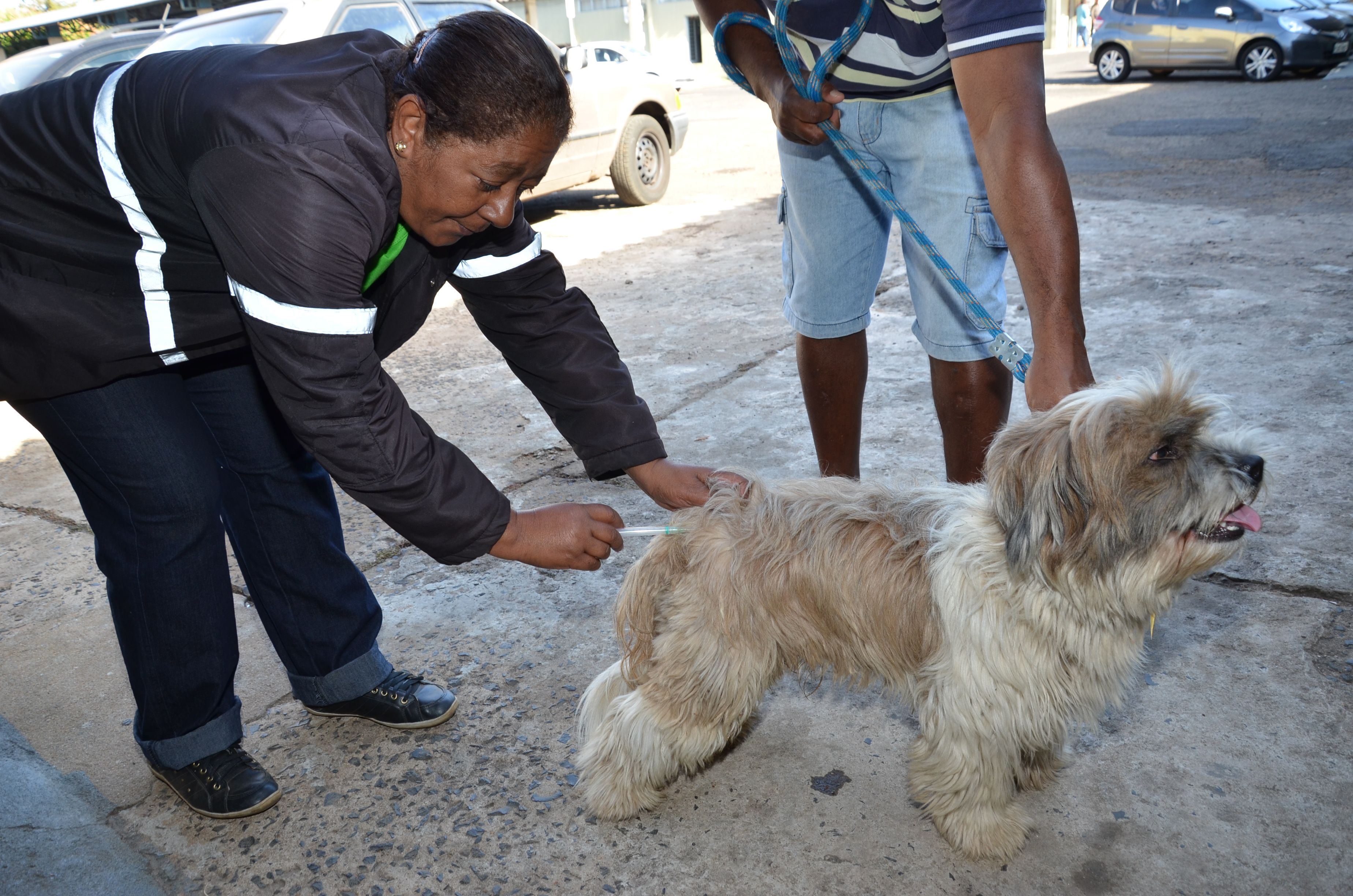 Onde e como vacinar seu cão ou gato