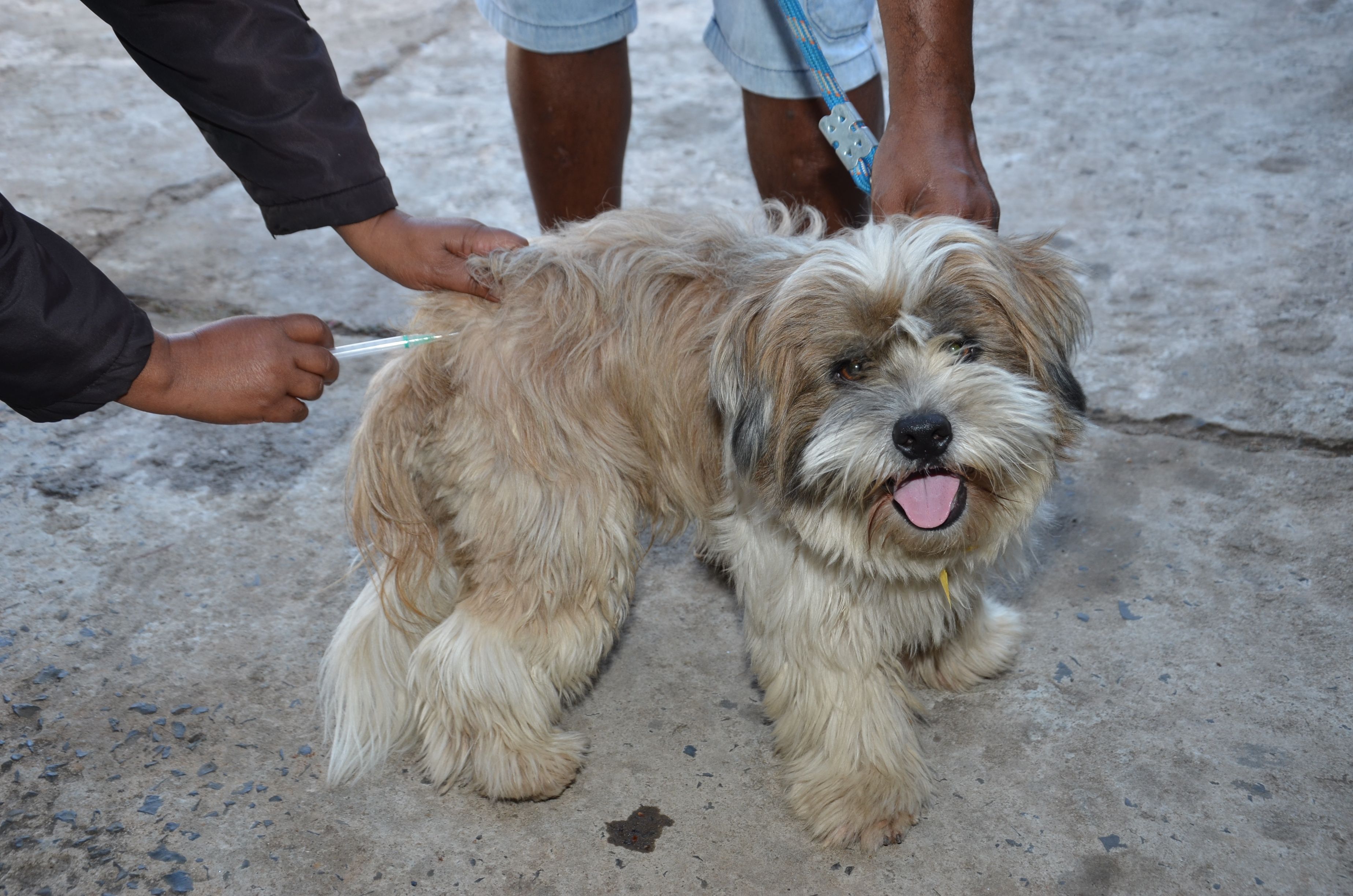 Antirrábica: Vigilância vacinou mais de 12,8 mil animais