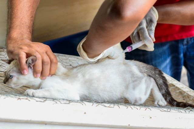 Saiba onde vacinar seu animal neste sábado