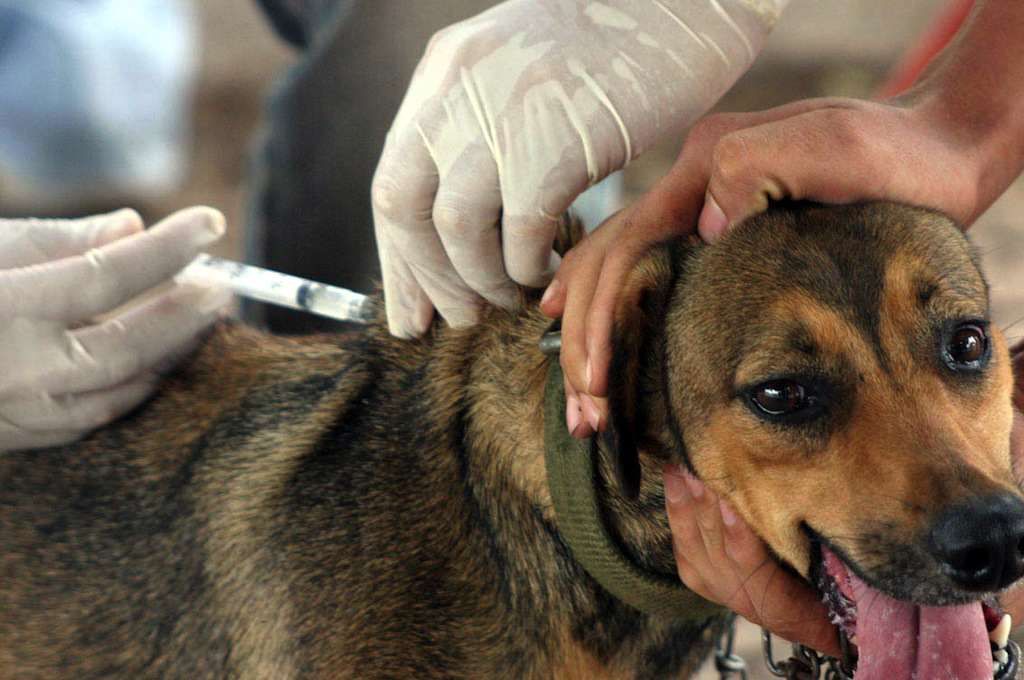 Antirrábica chega ao fim sábado na área urbana