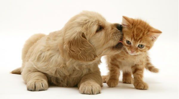 Antirrábica, onde vacinar seus animais neste sábado