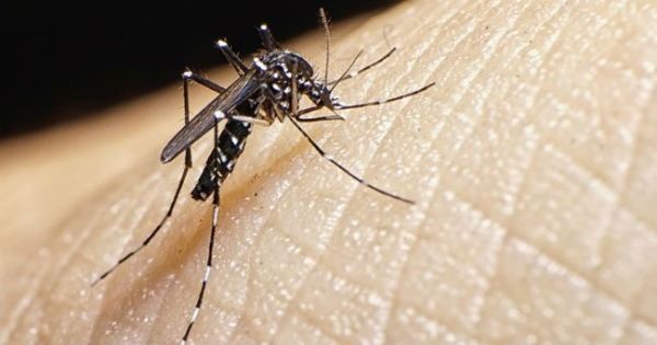 Prefeitura convoca população para combater o mosquito da dengue