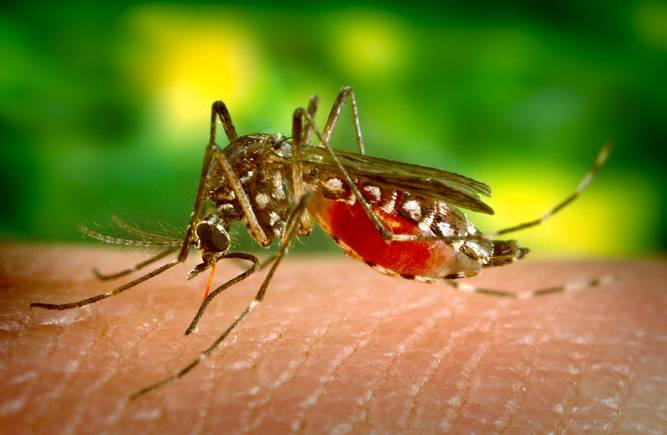 Em período de chuva, é preciso redobrar cuidados contra o Aedes Aegypti