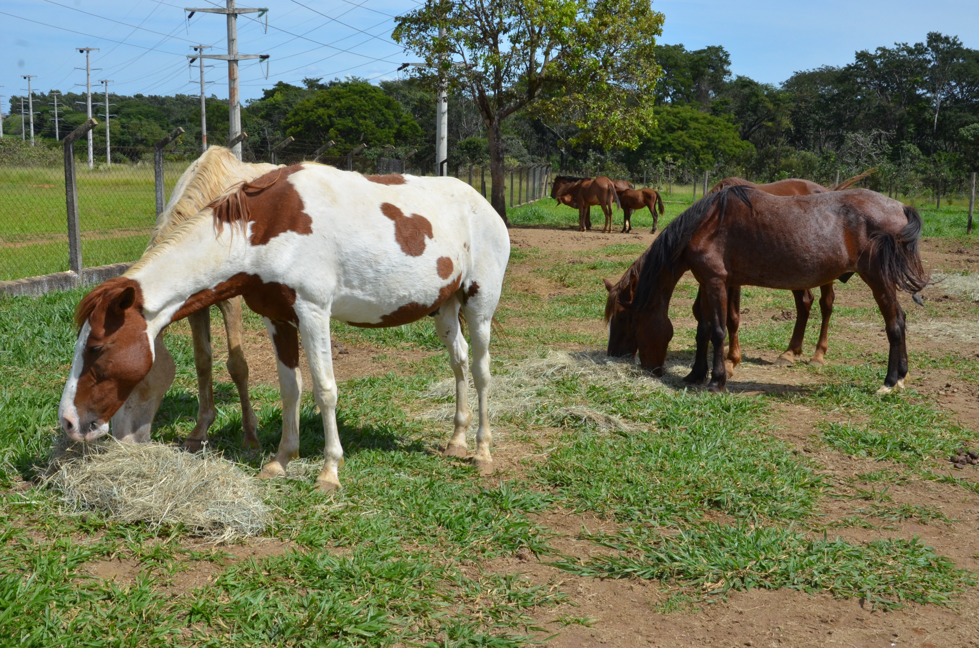 Prefeitura retoma recolha de animais de grande porte