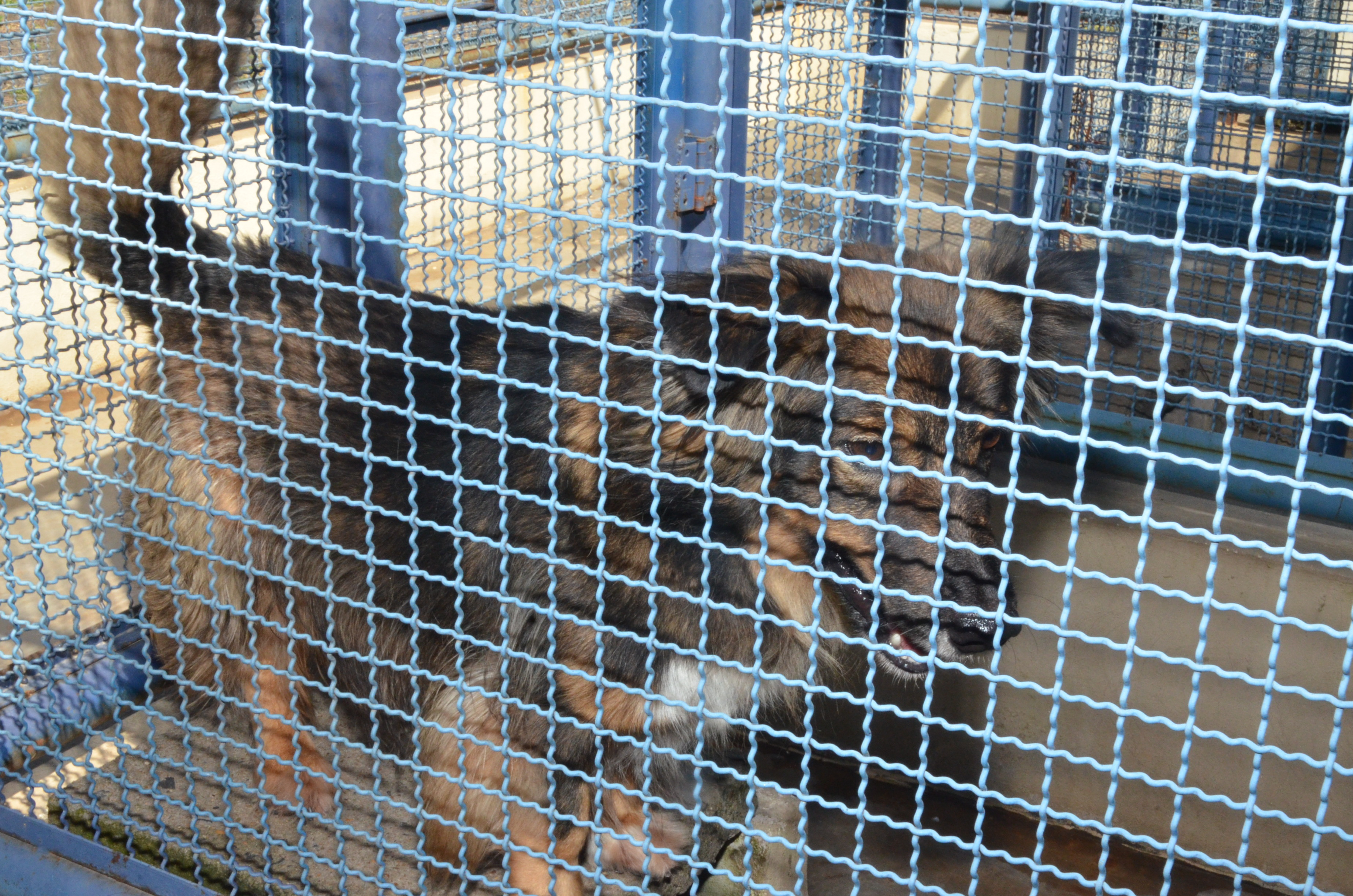 Canil Municipal inicia programa de doação de animais