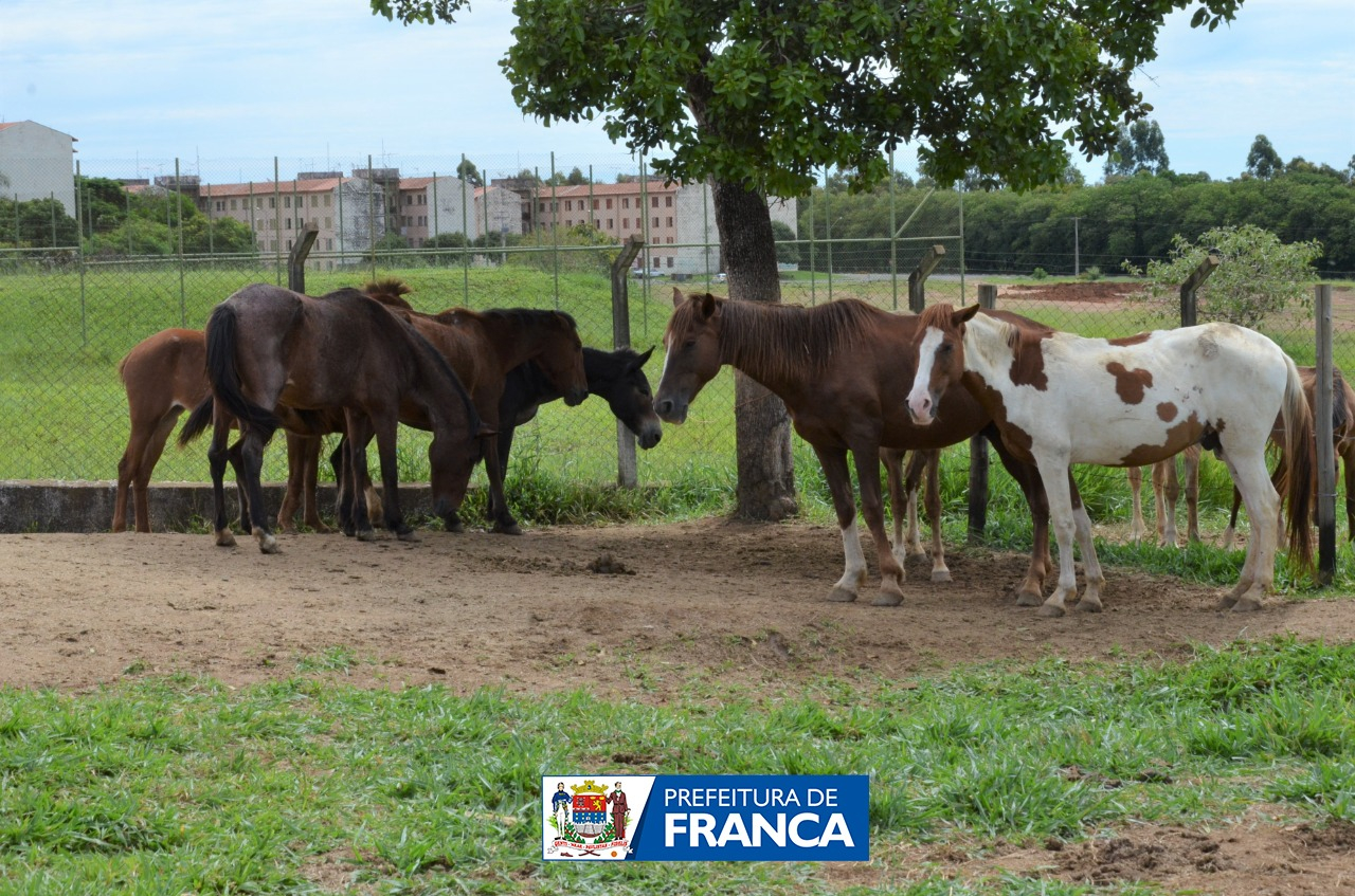 Vigilância Ambiental recolhe 10 cavalos soltos nas ruas