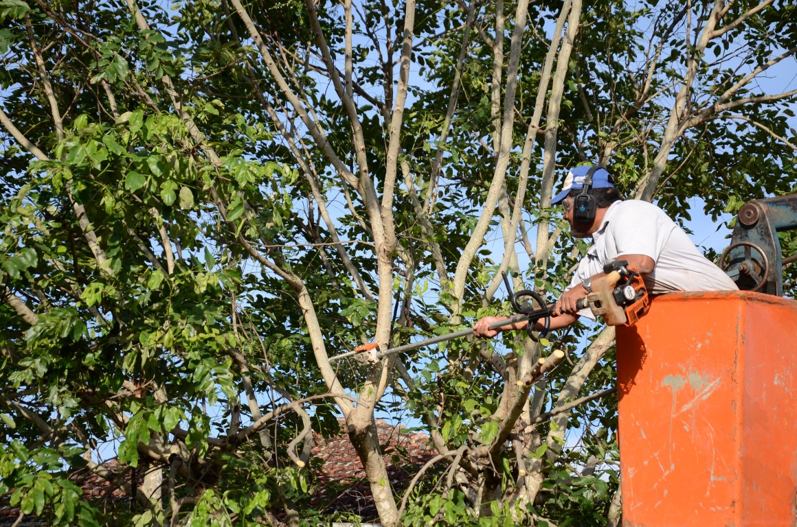 Secretaria intensifica podas e cortes de árvores