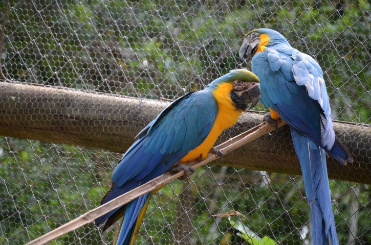 Projeto VITAS ajudando a recuperar aves silvestres