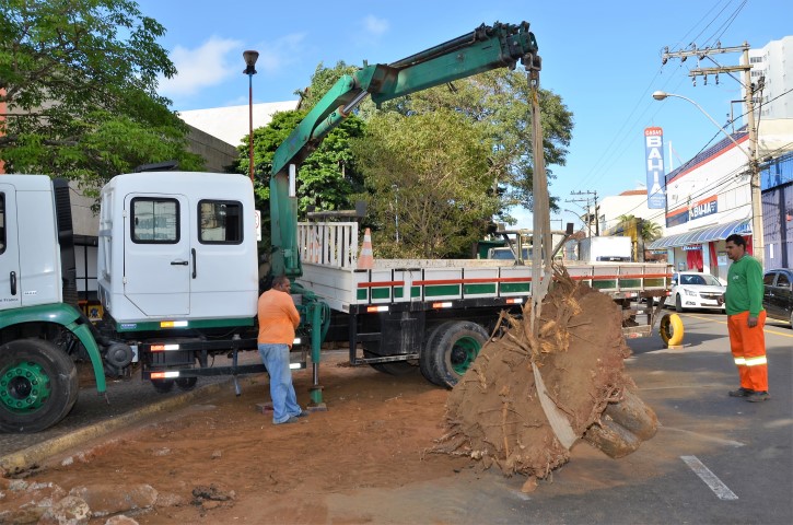 Secretaria retira e replanta árvores no centro