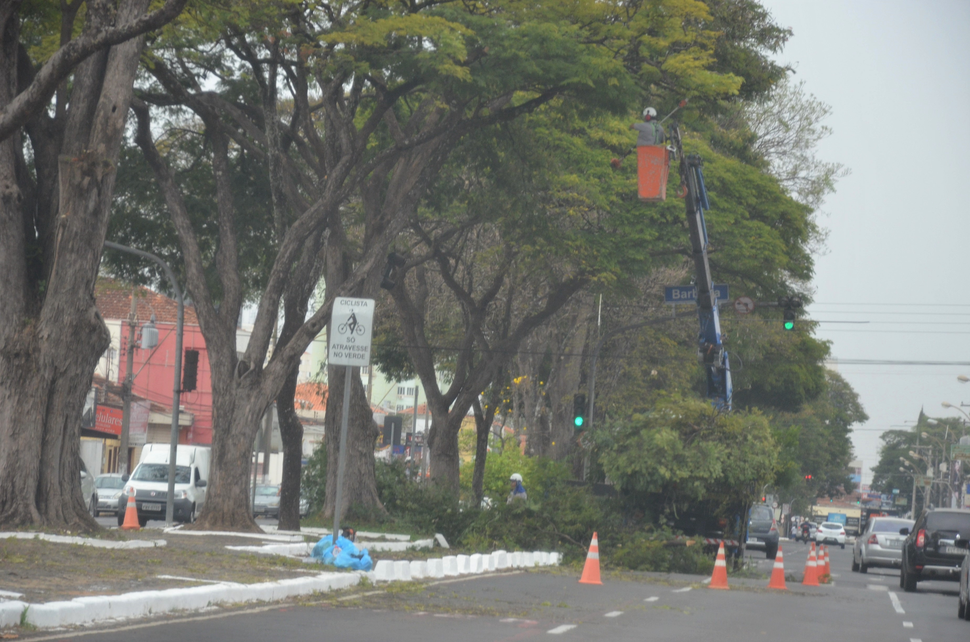 Prefeitura conclui levantamento de copas na Presidente Vargas