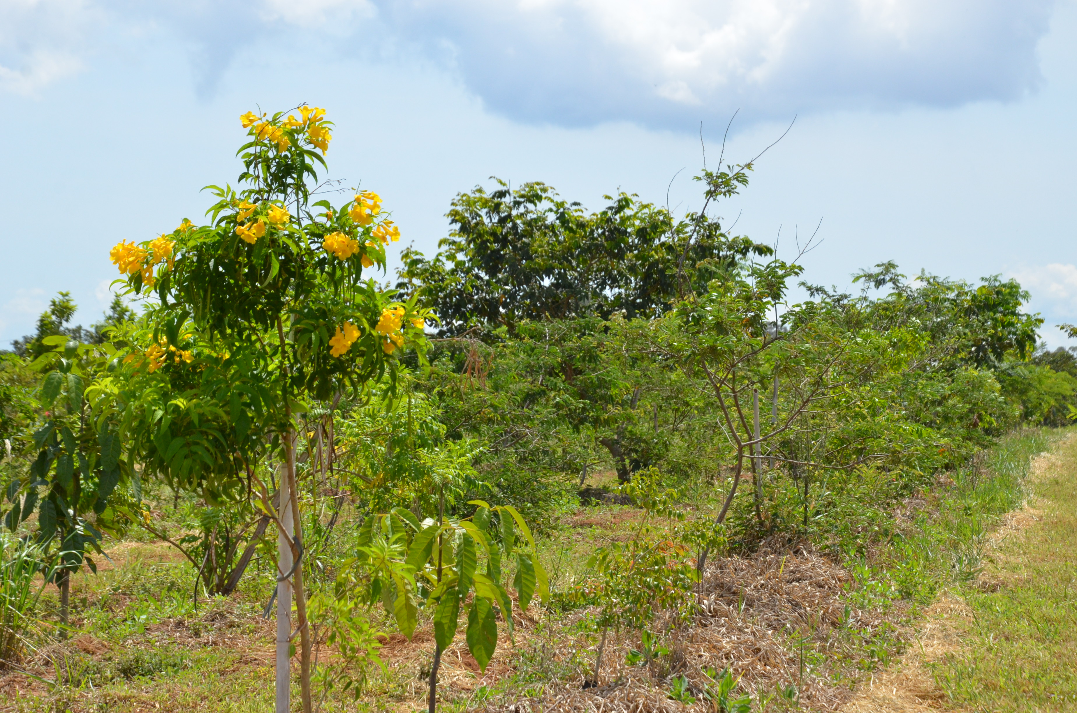 Prefeitura inicia arborização do Aterro Sanitário