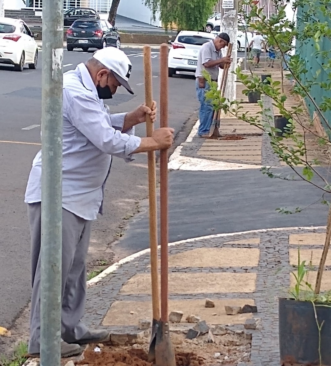 Plantios de árvores na Av. 7 de Setembro