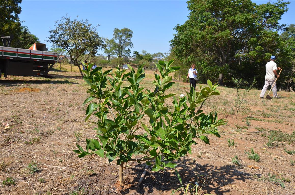 Alunos da Rede Municipal realizam ações de preservação da natureza na Semana da Árvore