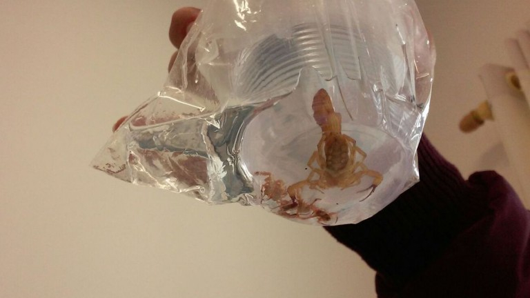 Vigilância promove Semana de Combate aos Escorpiões